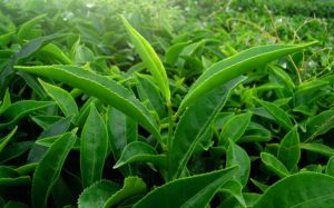 thevert_detoxconseils_solovelyday